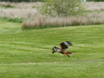 FZ015504 Red kite (Milvus milvus).jpg